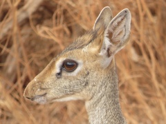 Madoqua hindei
