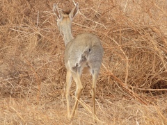Madoqua hindei
