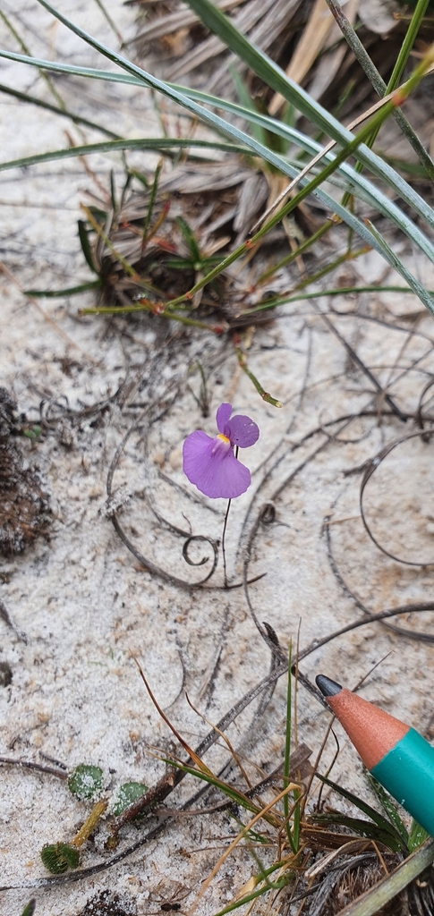 Utricularia purpureocaerulea A.St.-Hil. & Girard 2