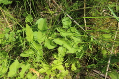 Ostericum palustre