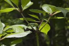 Eleutherococcus senticosus