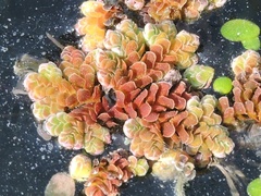Azolla pinnata