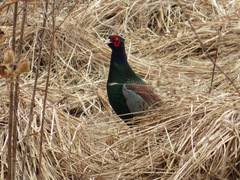 Phasianus versicolor