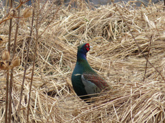 Phasianus versicolor