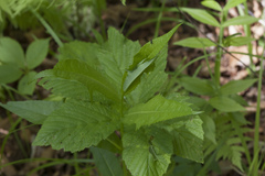 Lactuca raddeana
