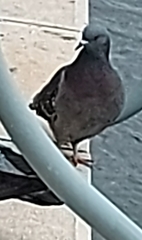 Columba livia domestica