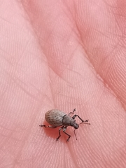 Attactagenus plumbeus