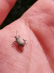 Attactagenus plumbeus