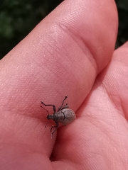 Attactagenus plumbeus