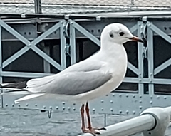 Chroicocephalus ridibundus