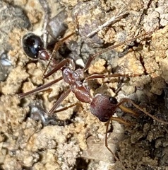 Myrmecia vindex