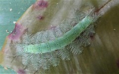 Catuna