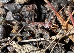Myrmecia vindex