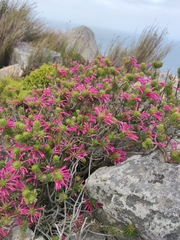Erica thomae