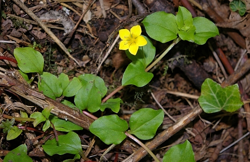 Yellow Pimpernel