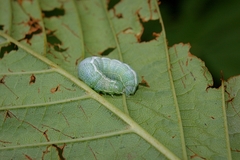 Orthosia incerta
