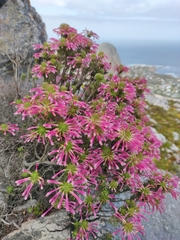 Erica thomae