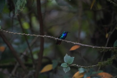 Campylopterus falcatus