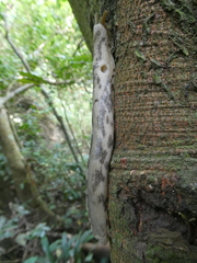 Urocyclinae