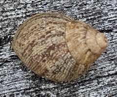 Bothriembryon brazieri