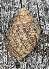 Bothriembryon brazieri