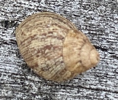 Bothriembryon brazieri