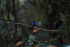 Campylopterus falcatus