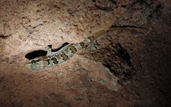 Hemidactylus triedrus
