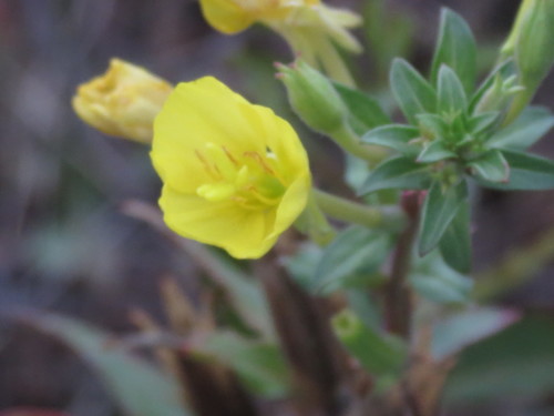 Image of Oenothera oakesiana by no rights reserved