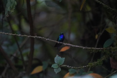 Campylopterus falcatus