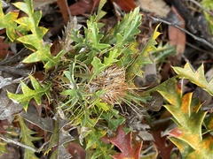 Banksia armata