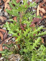 Banksia armata