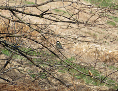 Parus minor