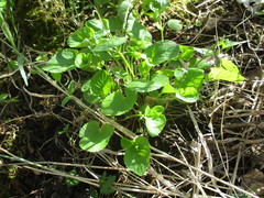 Viola mirabilis