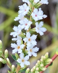 Leucopogon cucullatus