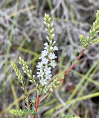 Leucopogon cucullatus