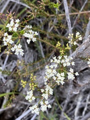 Platysace commutata