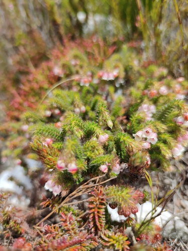 Swan Heath (Erica cygnea)
