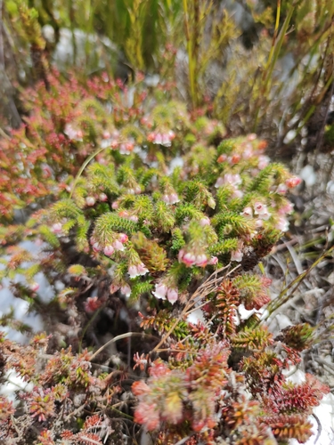Image of Erica cygnea by (c) Seth Musker, some rights reserved (CC BY)