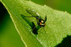 Condylostylus comatus