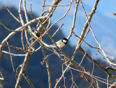 Parus minor