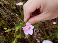 Pterogastra divaricata