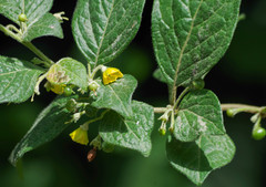 Capsicum rhomboideum