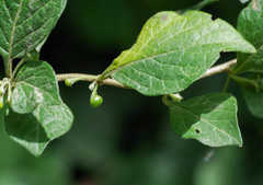 Capsicum rhomboideum