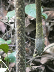 Dendroaspis jamesoni