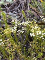 Platysace commutata