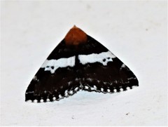 Buzara latizona