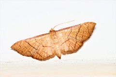 Hypolamprus ypsilon