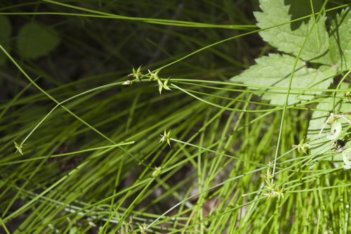Carex onoei iNat (1)