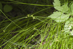 Carex onoei